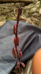 Bletia nitida