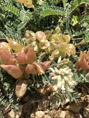 Astragalus nuttallii nuttallii