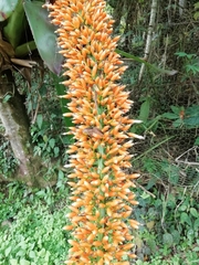 Aechmea latifolia