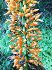 Aechmea latifolia