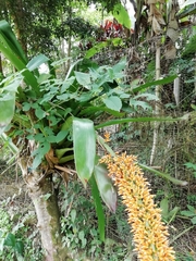 Aechmea latifolia