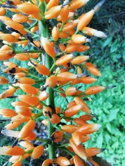 Aechmea latifolia