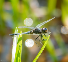 Celithemis verna