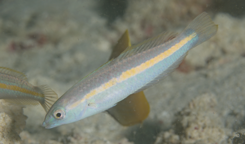 Halichoeres zeylonicus observed 2024-10-04
