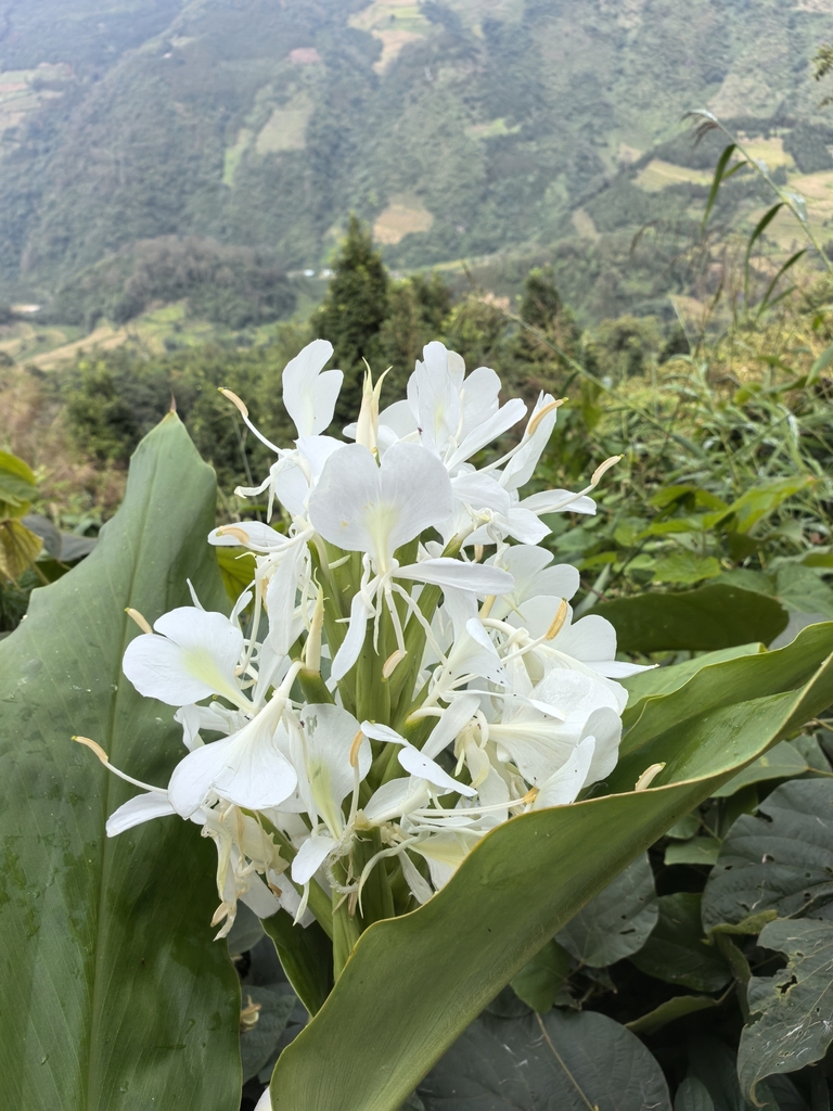 Hedychium forrestii