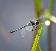 Celithemis verna