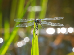 Celithemis verna