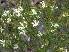 Pseudanthus ligulatus