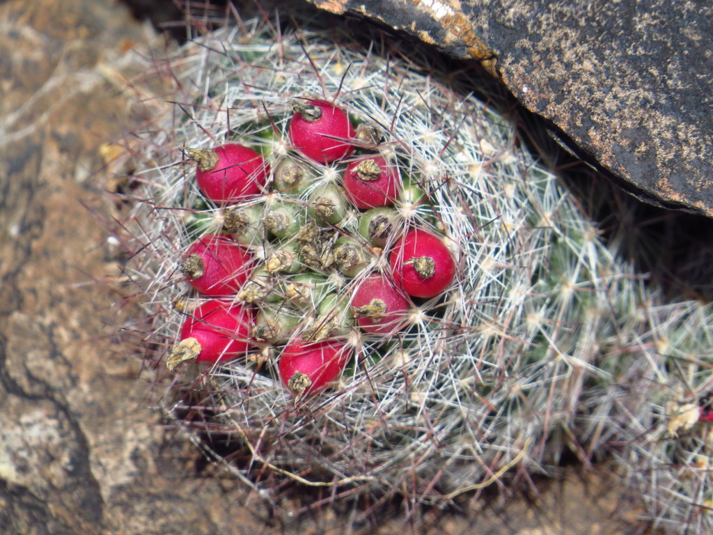 Big Bend Foxtail Cactus