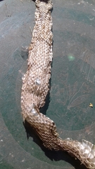 Vipera