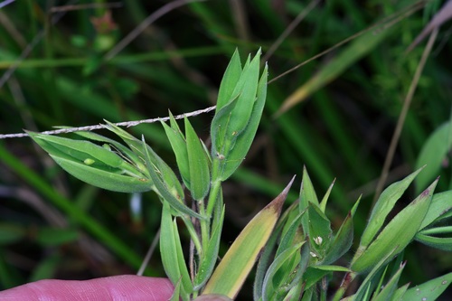 Image of Dichanthelium scoparium by (c) Michelle W. （鍾偉瑋）, some rights reserved (CC BY)