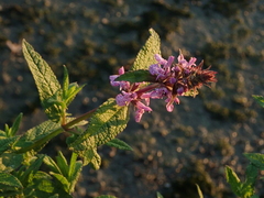 Stachys × ambigua