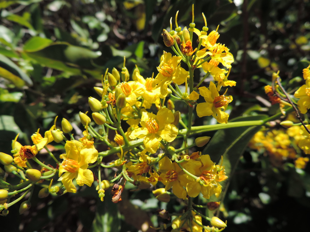 Ouratea cearensis