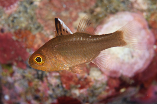 Flagfin cardinalfish (Ostorhinchus hoevenii) — Apogonidae — 4