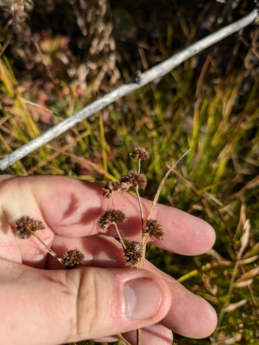 Image of Juncus ensifolius by (c) José Garrido, some rights reserved (CC BY)