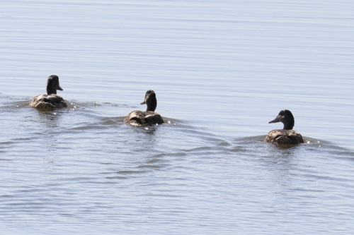 Green-winged Teal