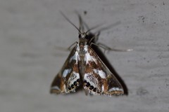 Chrysendeton imitabilis