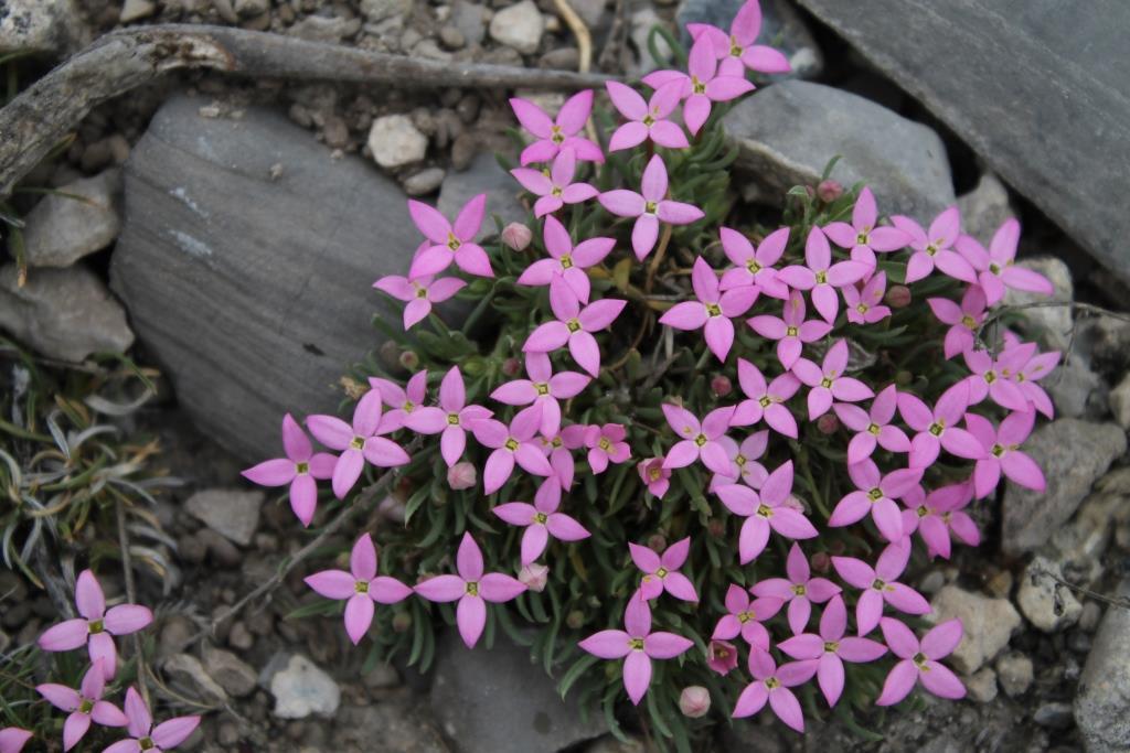 Houstonia rubra