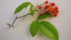 Rourea doniana
