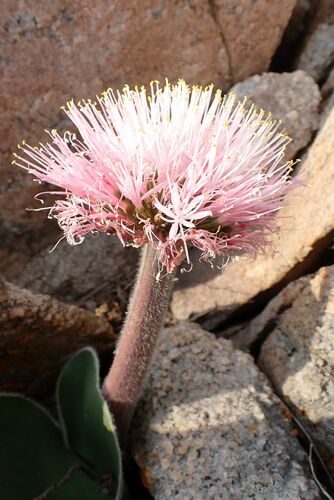 Haemanthus humilis
