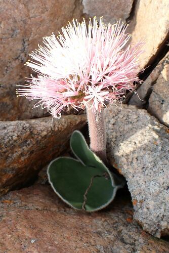 Haemanthus humilis