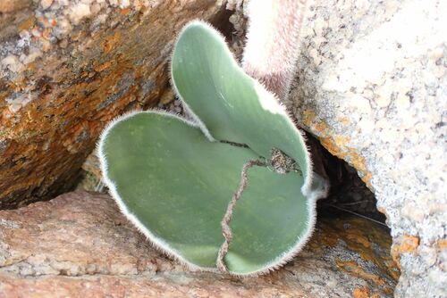 Haemanthus humilis