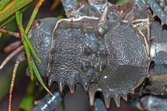 Hetrodes pupus