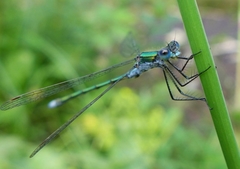 Lestes sponsa
