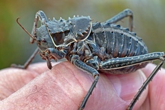 Hetrodes pupus