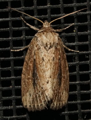 Photedes panatela