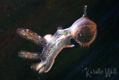 Hooded Nudibranch
