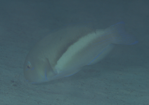Choerodon robustus observed 2024-10-04