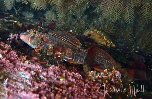 Longfin sculpin (Jordania zonope) — Cottidae