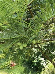 Cephalotaxus