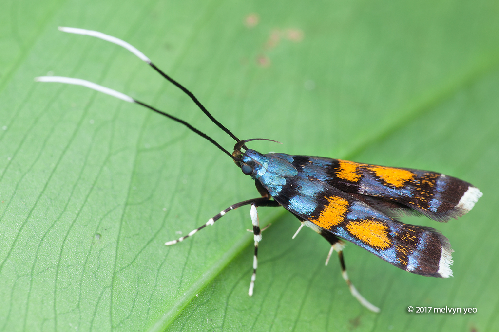 Tiriza leucotella