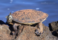 Phrynops williamsi