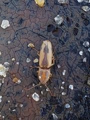 Conoderus vespertinus