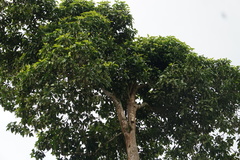 Magnolia hernandezii