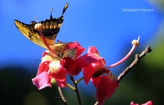 Heraclides thoas brasiliensis