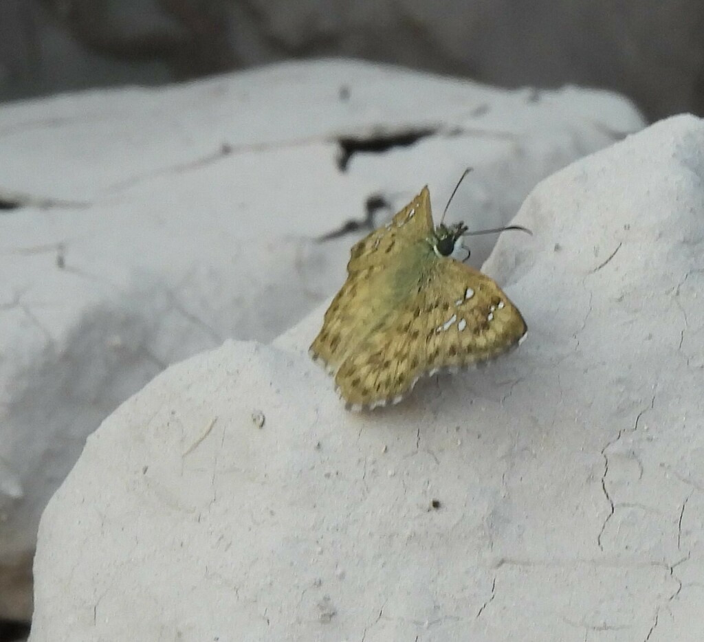 Tanned Hoary Skipper