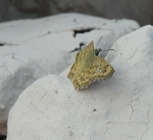 Tanned Hoary Skipper