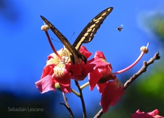 Heraclides thoas brasiliensis