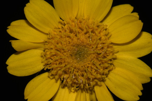 Image of Hymenothrix dissecta by (c) Brian Finzel, some rights reserved (CC BY-SA)
