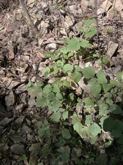 Clematis heracleifolia