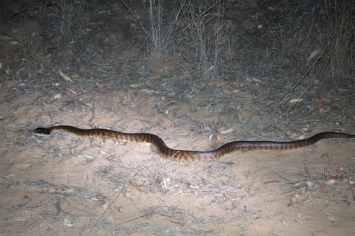 Black-headed Python sighting