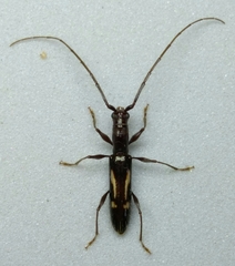 Neocompsa exclamationis