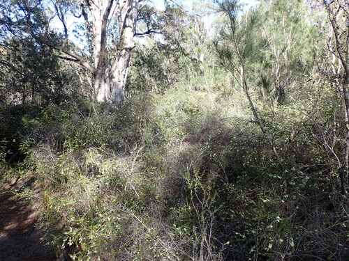 Image of Thryptomene micrantha by (c) Nina Kerr, some rights reserved (CC BY)