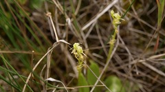 Liparis loeselii