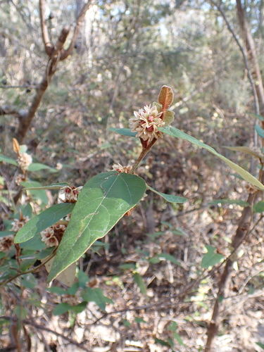 Image of Lasiopetalum macrophyllum by (c) Nina Kerr, some rights reserved (CC BY)