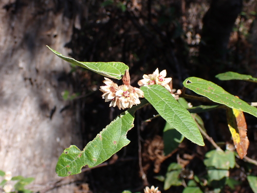 Image of Lasiopetalum macrophyllum by (c) Nina Kerr, some rights reserved (CC BY)